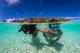 Snorkelling
 - Wilson Island Resort