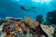 Snorkelling
 - Wilson Island Resort